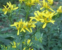 verbisina occidentalis.jpg